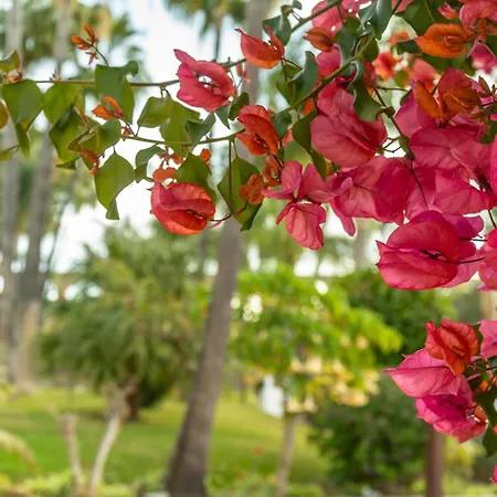 Lejlighed Palmas 8b Oasis *