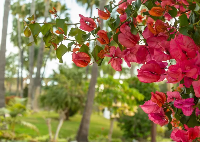 דירה Palmas 8b Oasis *